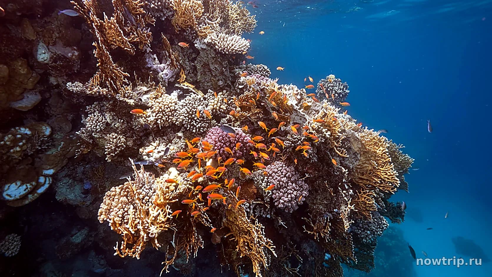 Коралловый риф Красного моря со стайкой оранжевых рыб-антиасов в прозрачной синей воде: осенью видимость под водой лучшая за год
